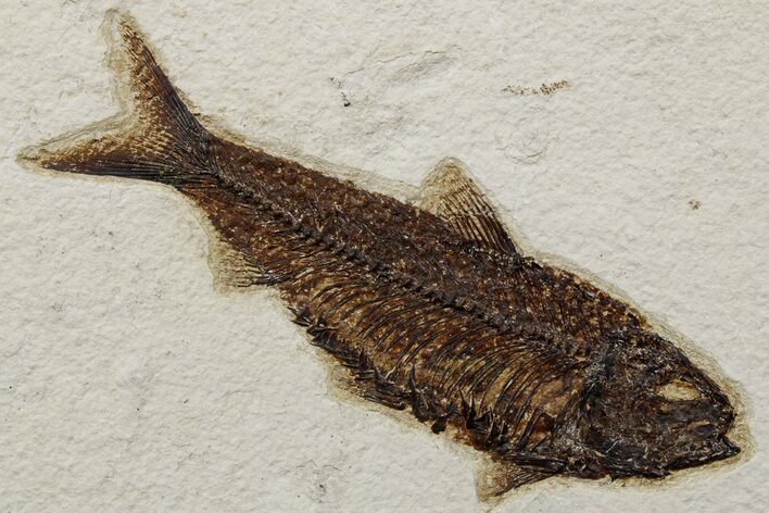 Detailed Fossil Fish (Knightia) - Wyoming #349265